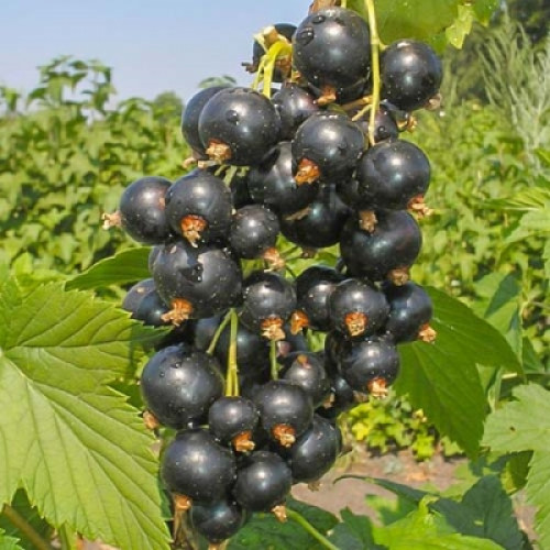 Смородина Чёрная Ажурная Смородина Чёрная Ажурная