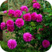 Саженцы Розы Английской Принцесса Анна > фото, описание