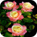 Саженцы Розы Чайно-Гибридной Фиджи > описание сорта