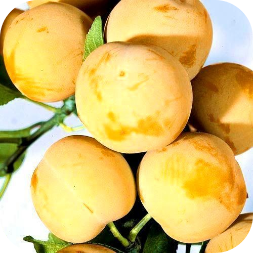 Саженцы Сливы "Медовая" > описание, цена