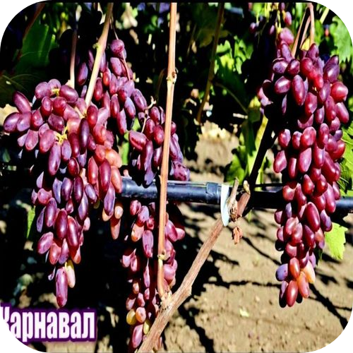 Саженцы Винограда "Карнавал" > цена, описание